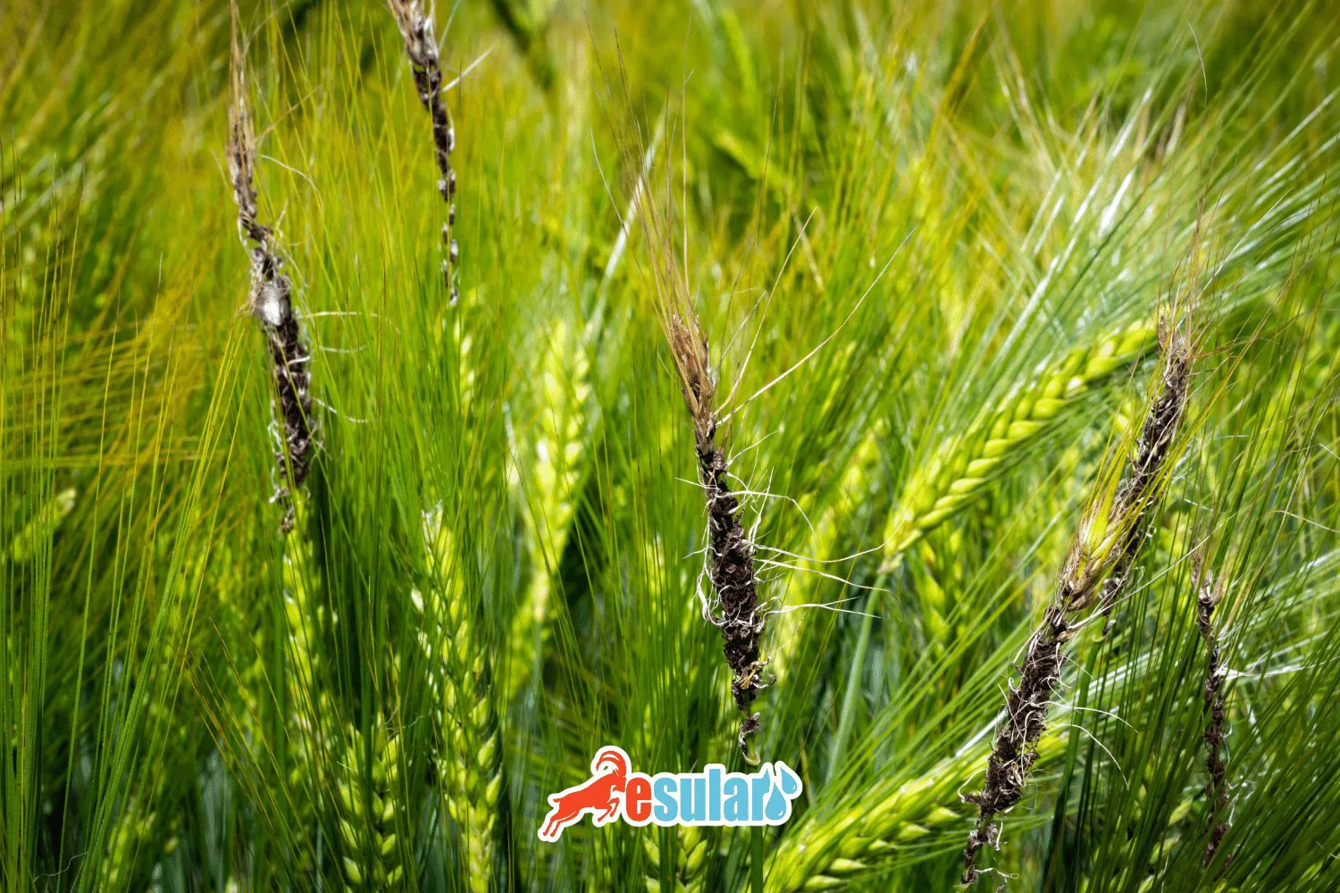 Barley Diseases
