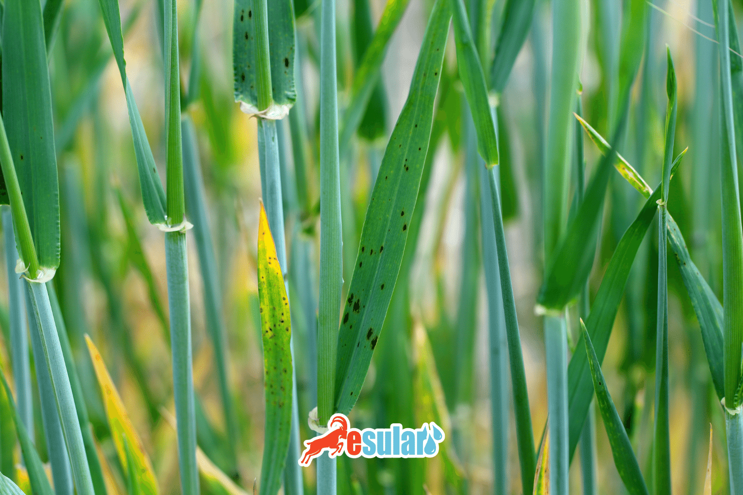 Barley Pests