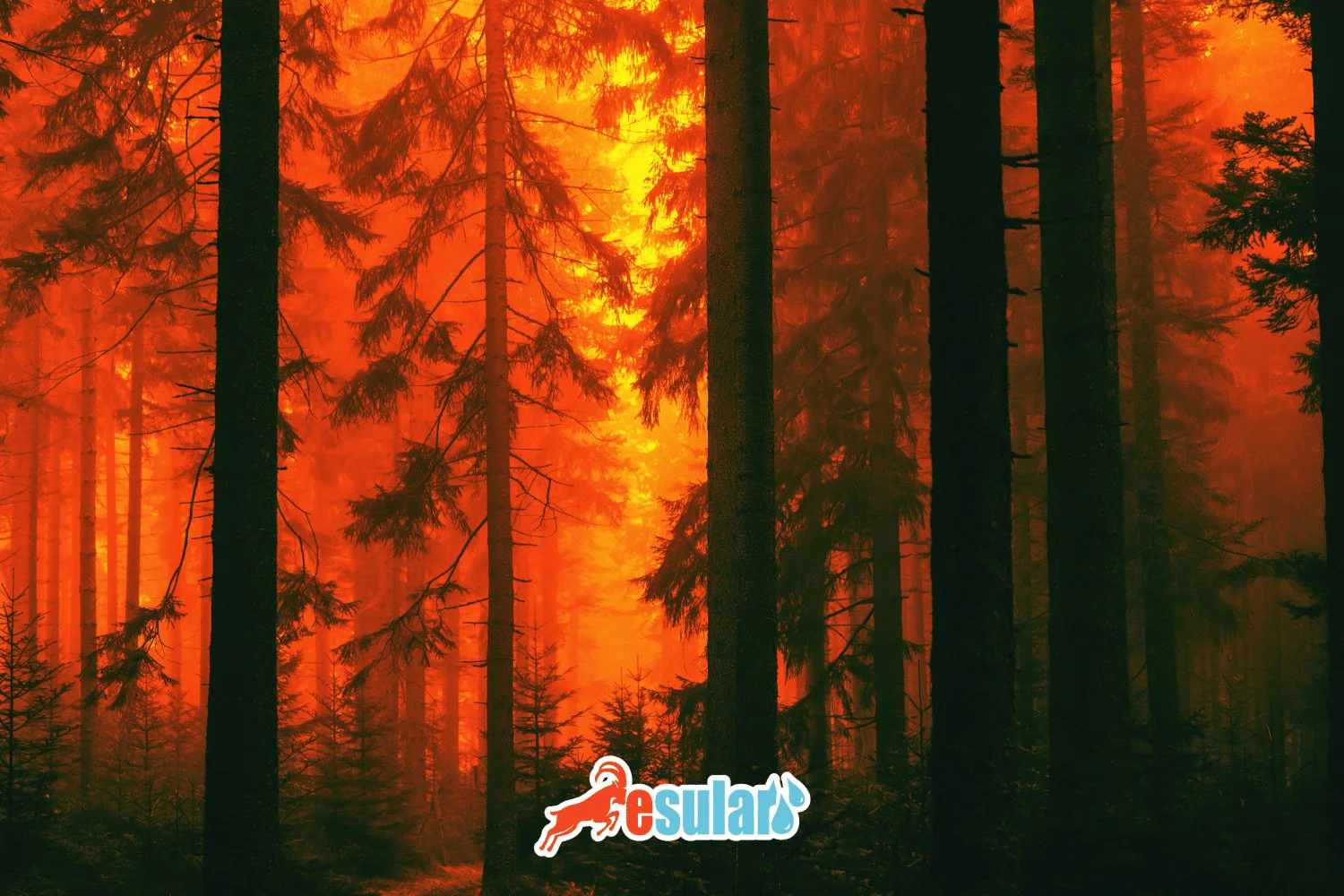 Increase in Forest Fires and Preventive Measures