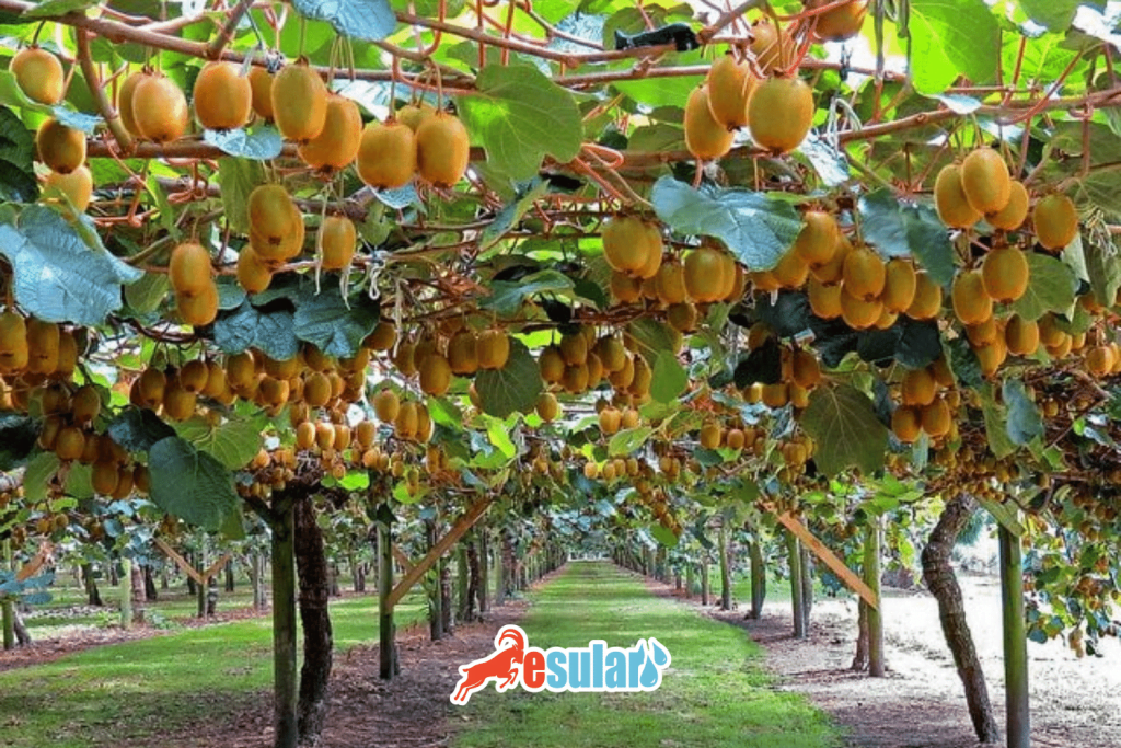 ¿Cómo se realiza el cultivo de kiwi?