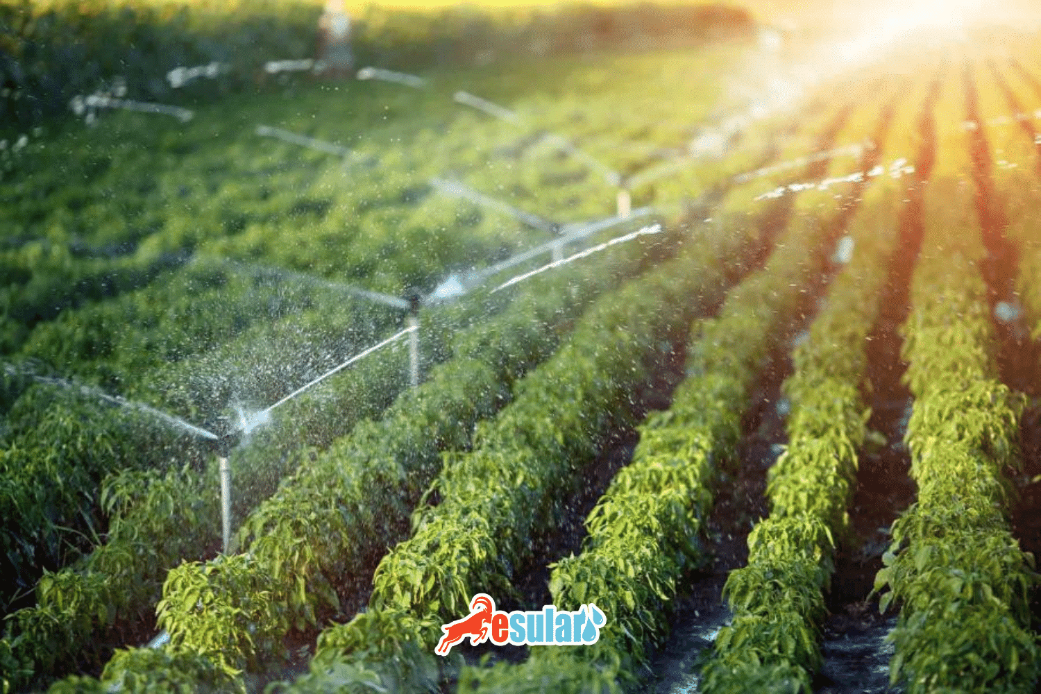 Uso de Descalcificadores Magnéticos en la Agricultura