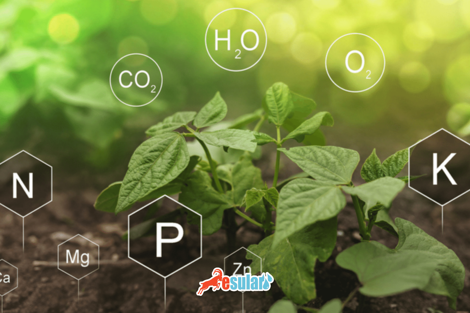 What is Digital Agriculture