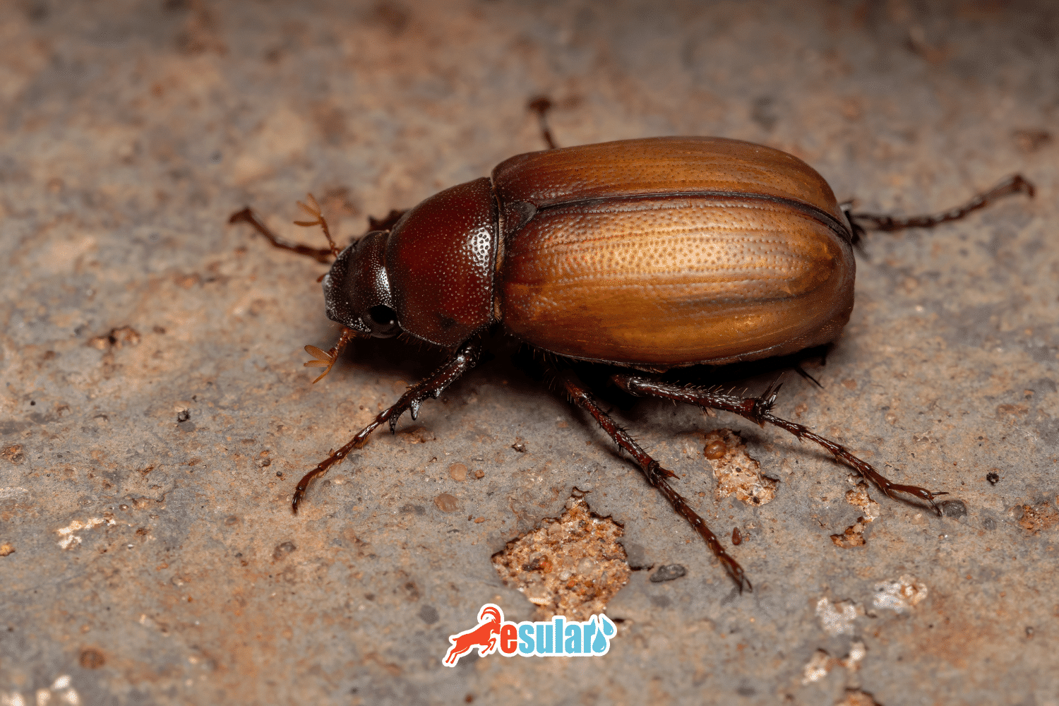 Escarabajo de Junio (Phyllophaga)