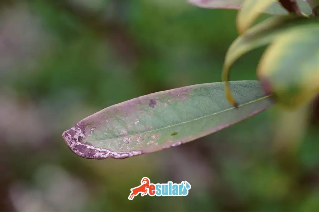 esular-fig-bitkisinde-_mildiyo-hastaligi