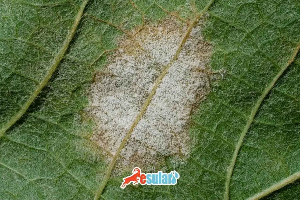 esular-fig-bitkisinde-kursini-kuf