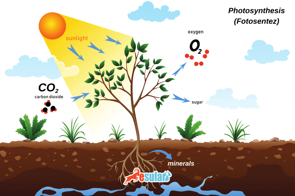 esular-fotosentez-info