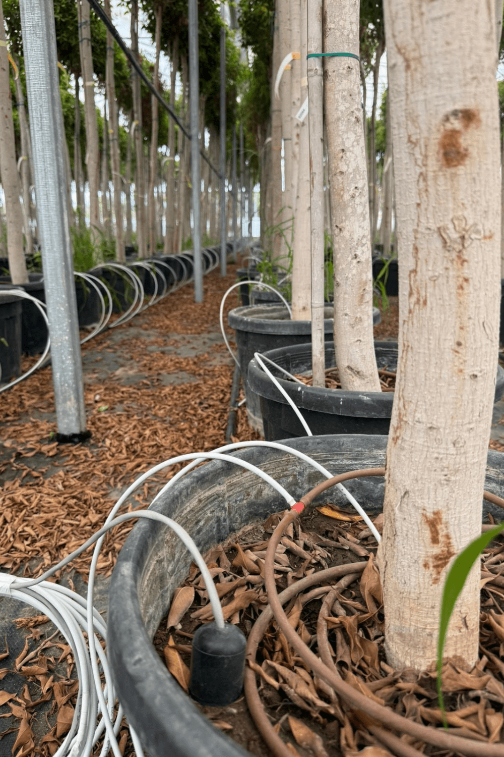 Greenhouse Irrigation Automation