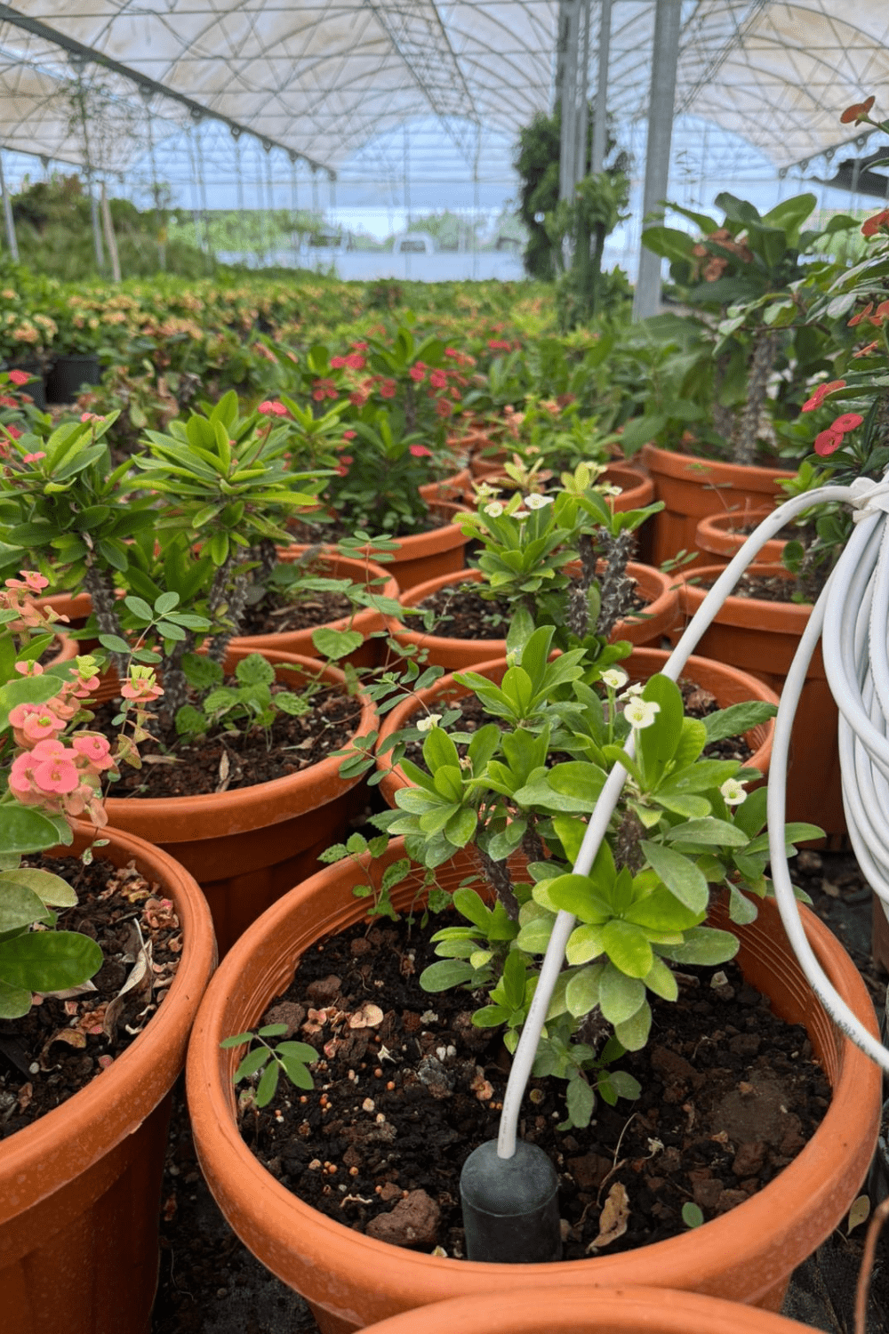 Greenhouse Pot Soil Moisture Measurement