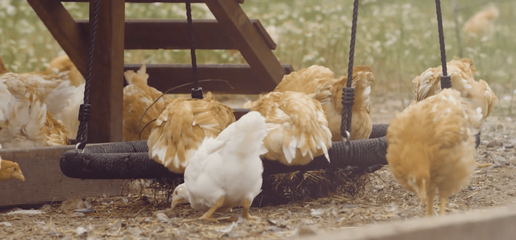 esular-happy-chicken-in-pollustyr-industry