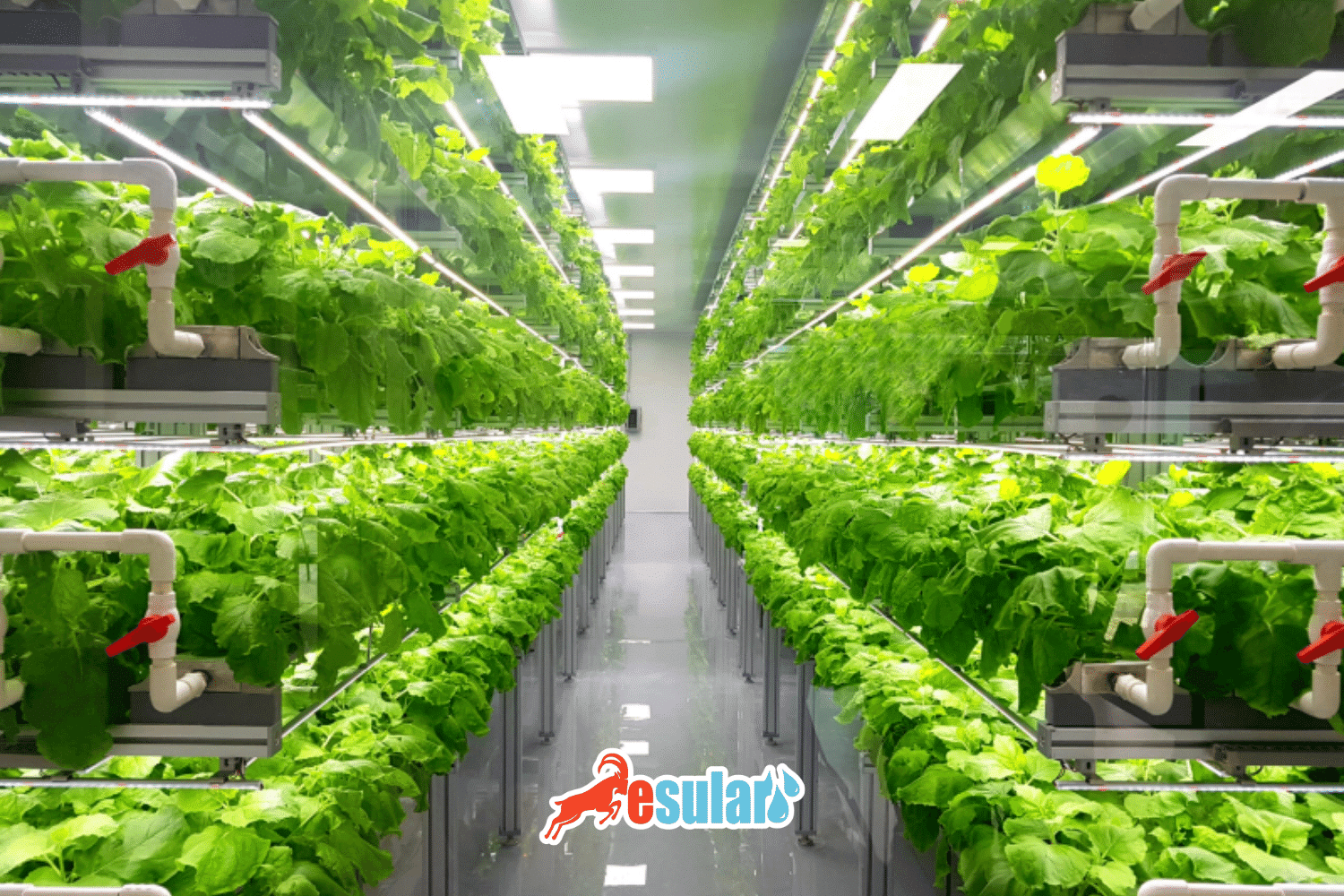 Agricultura Hidropónica Sin Suelo