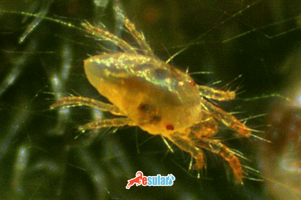 esular-iki-noktali-kirmizi-orumcek