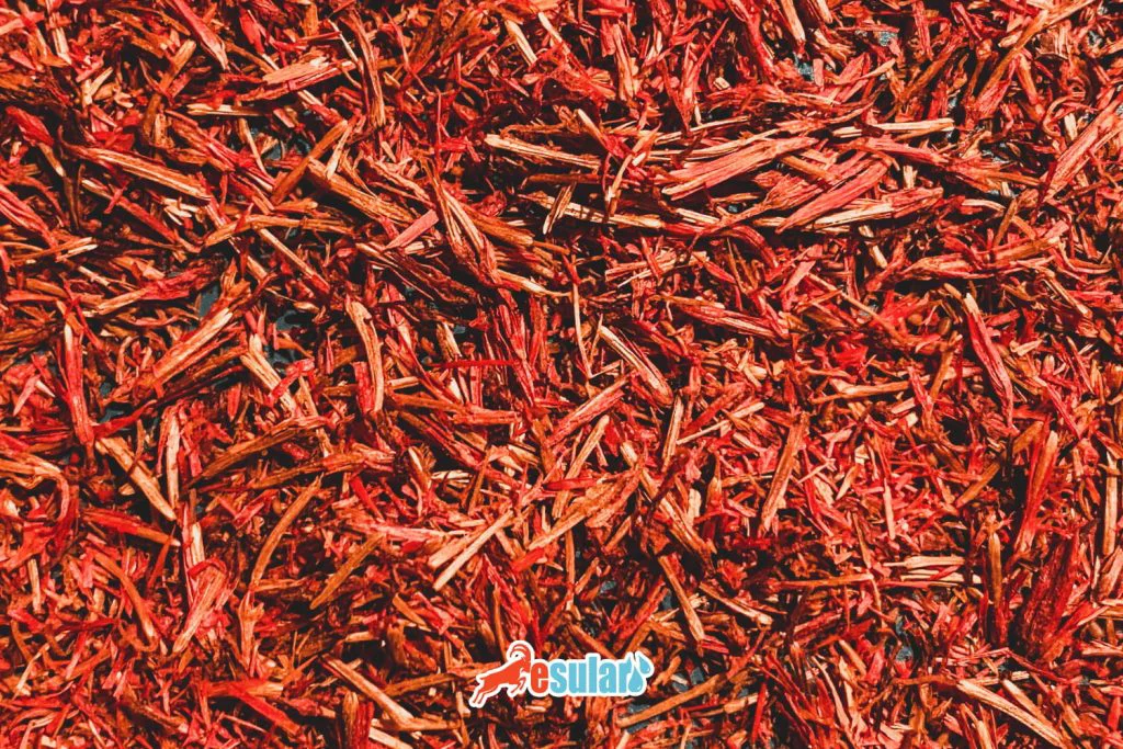 esular ile başarılı safran hasadı