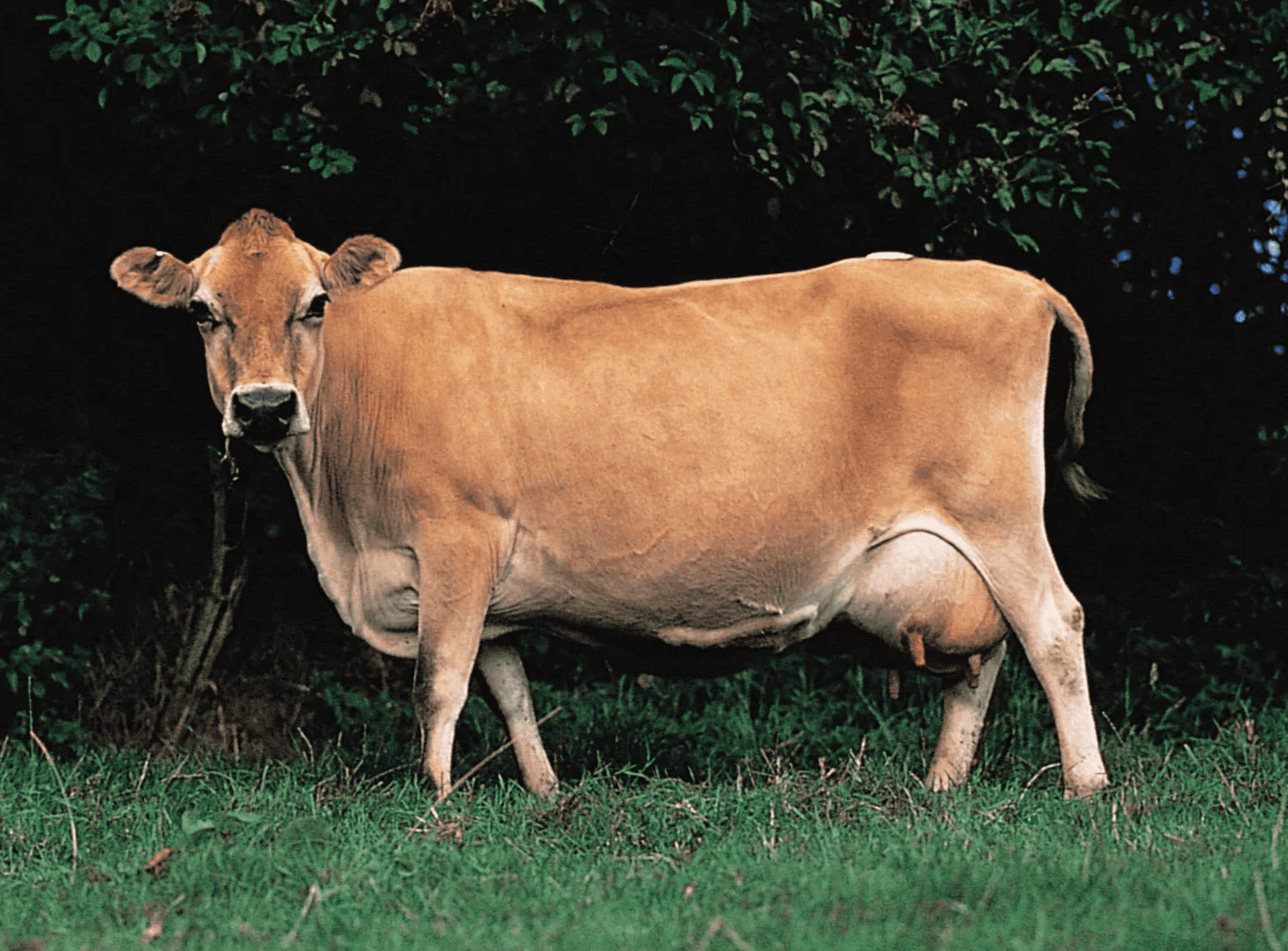 Was ist eine Jersey-Kuh und ihre Arten