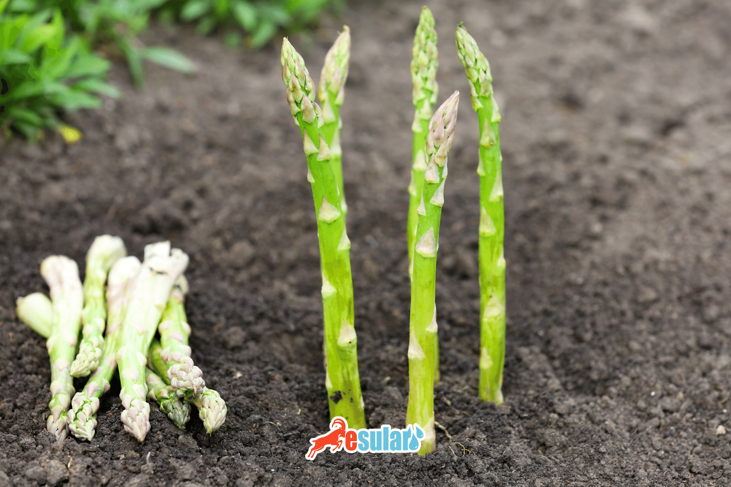 Wie man Spargel anbaut, Spargelanbau