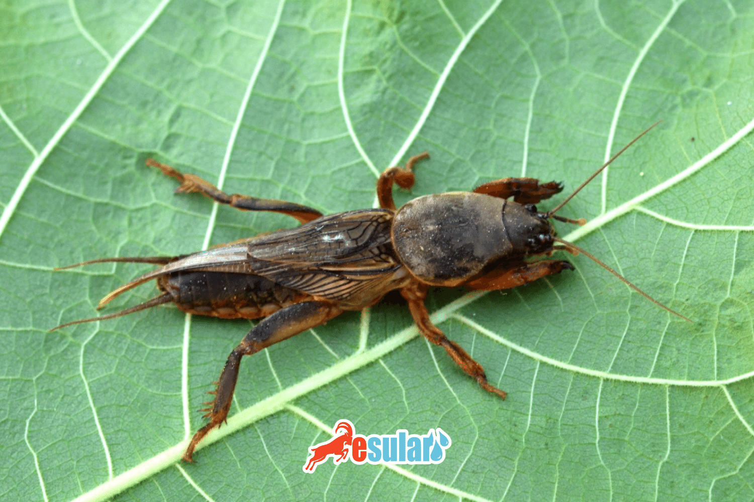 Mole Cricket