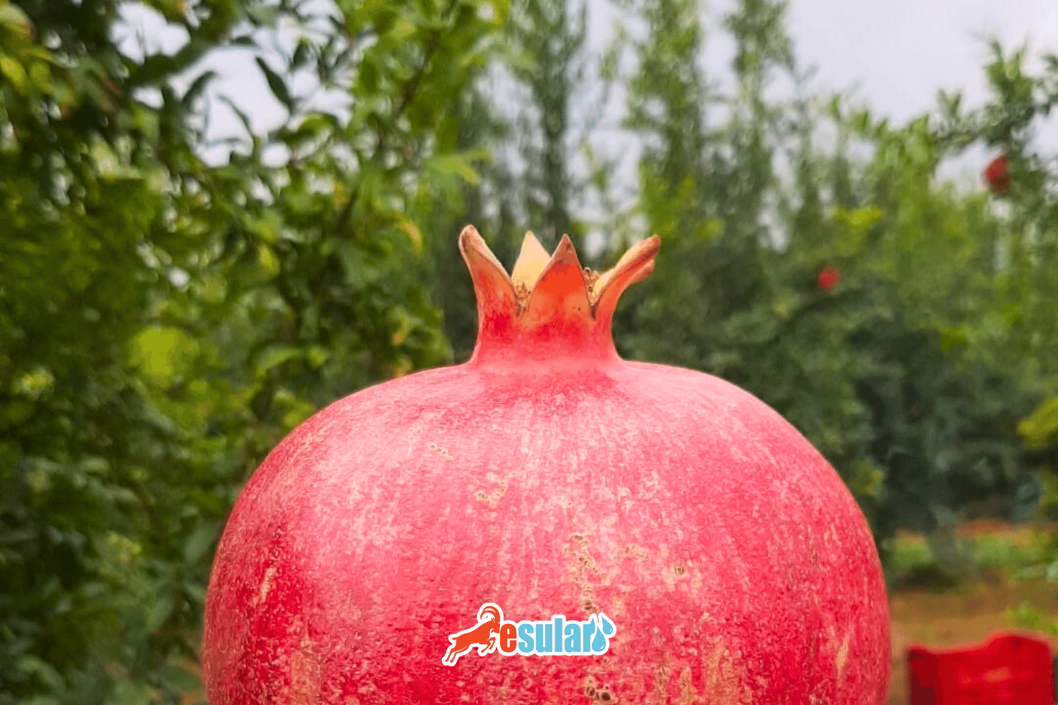 Pomegranate Cultivation