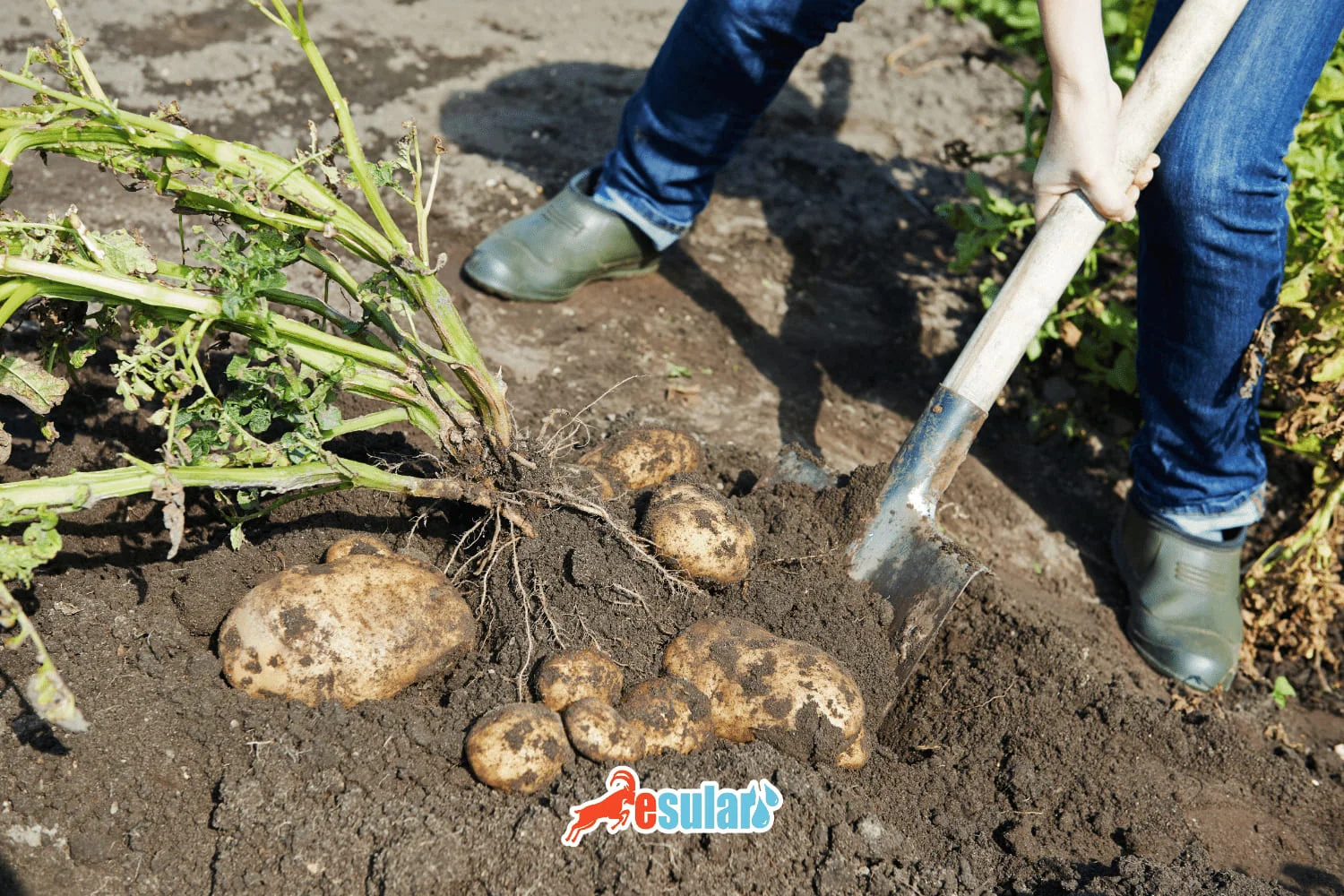 How to Plant Potatoes, How to Grow Potatoes