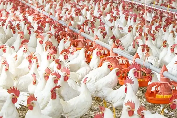 Healthy Chicken Farming: Why is it Important to Monitor and Manage CO2?