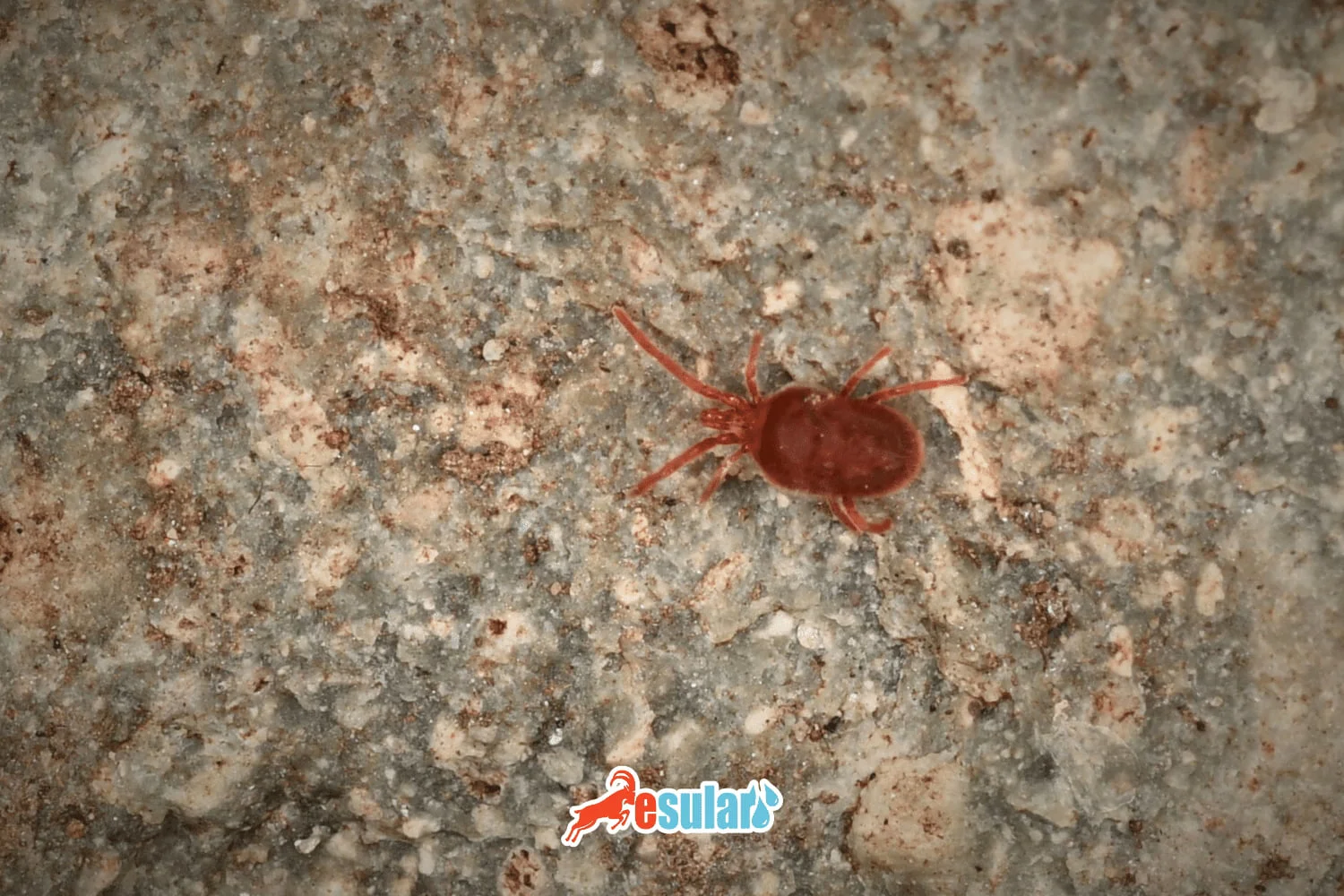Rote Spinnmilben (Milben)