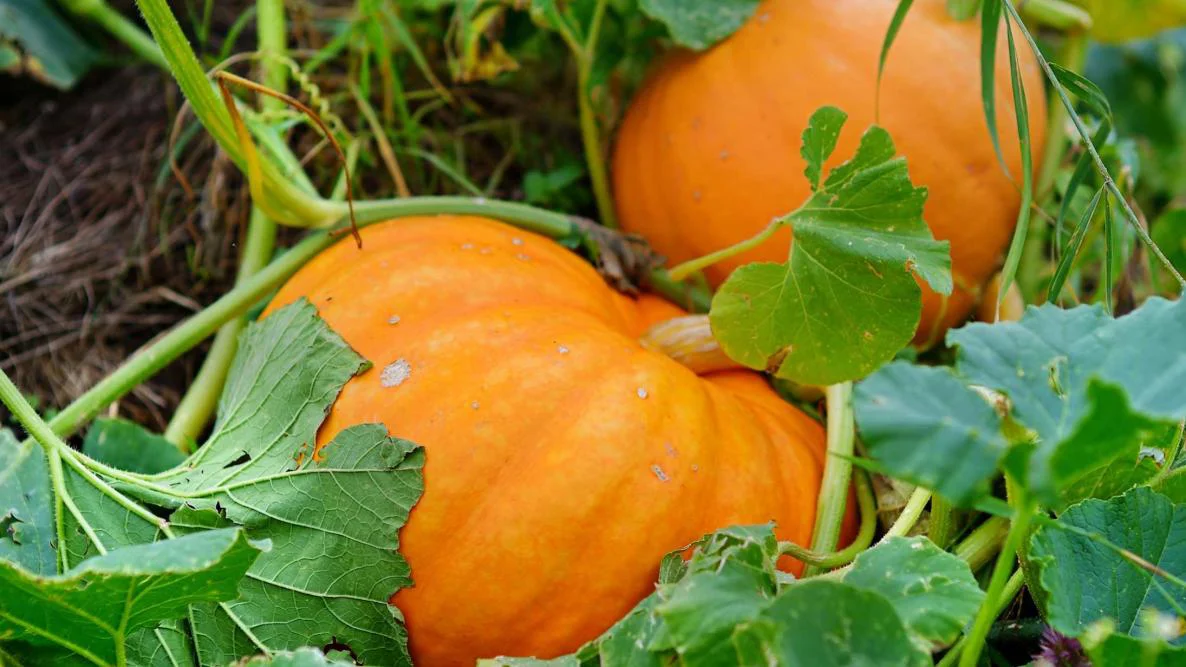 Wie wird Kürbis angebaut?
