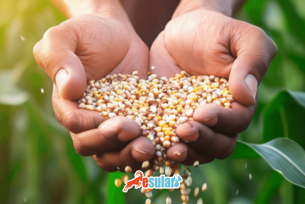 esular-silajlik-misir