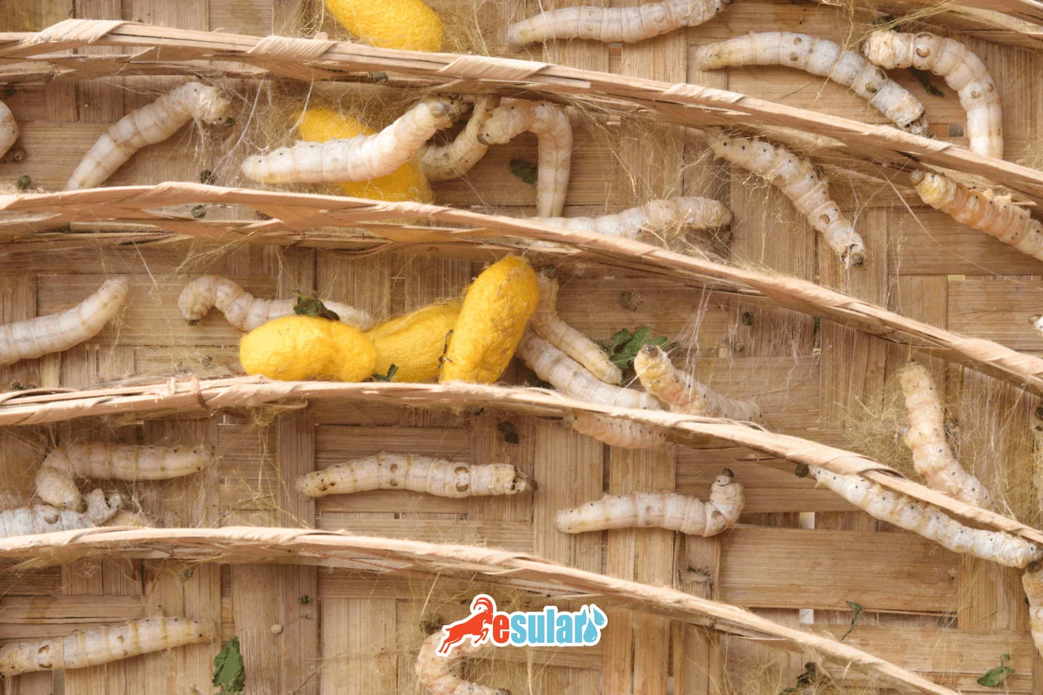 Silkworm, Silkworm Rearing