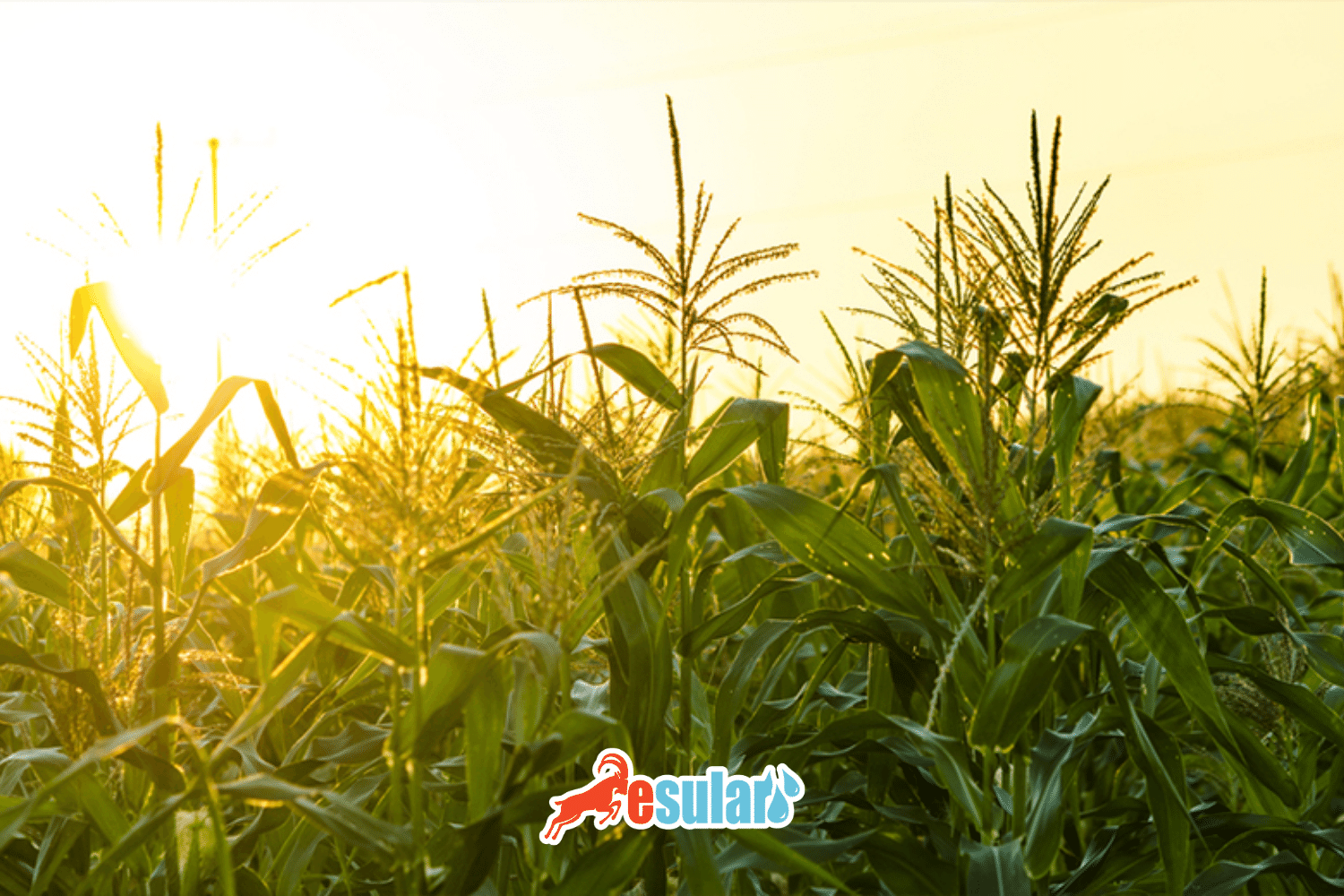 Was ist Silage?