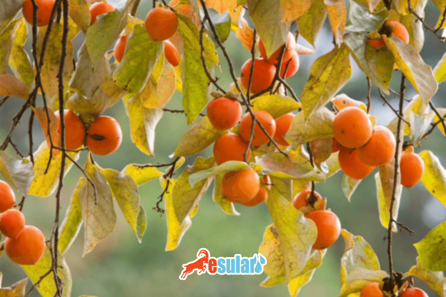How is Persimmon Cultivation Done?