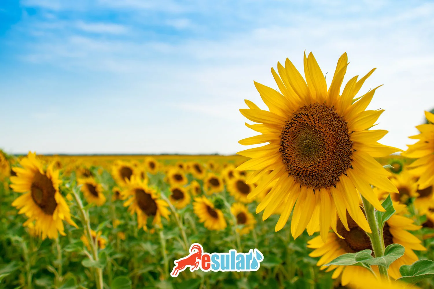 Smart Irrigation Methods in Sunflower Farming