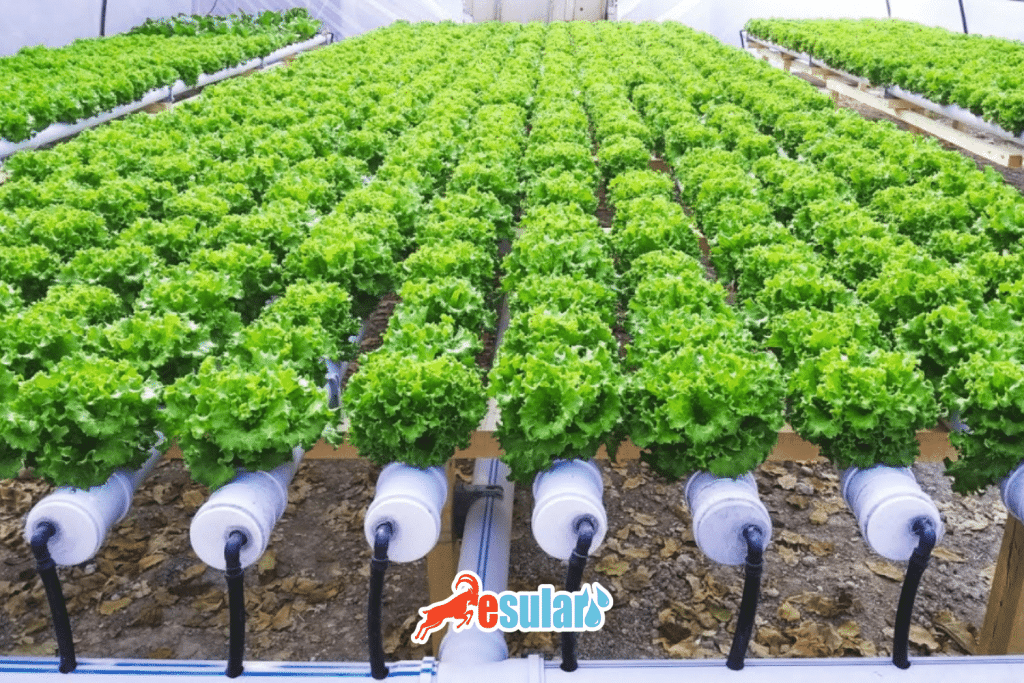 esular-topraksiz-tarim-