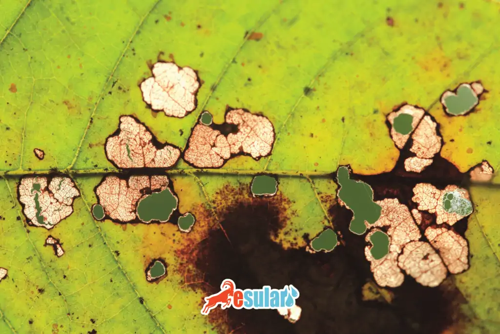 esular-yaprak-leke_hastaligi