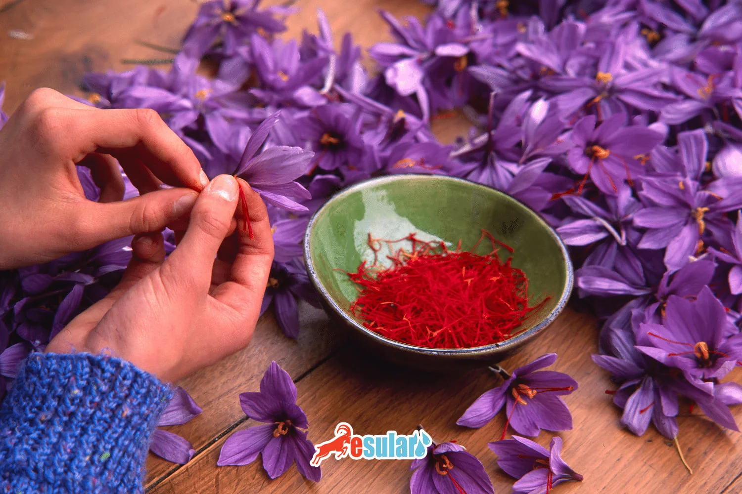 Soilless (Hydroponic) Saffron Cultivation Guide 2025