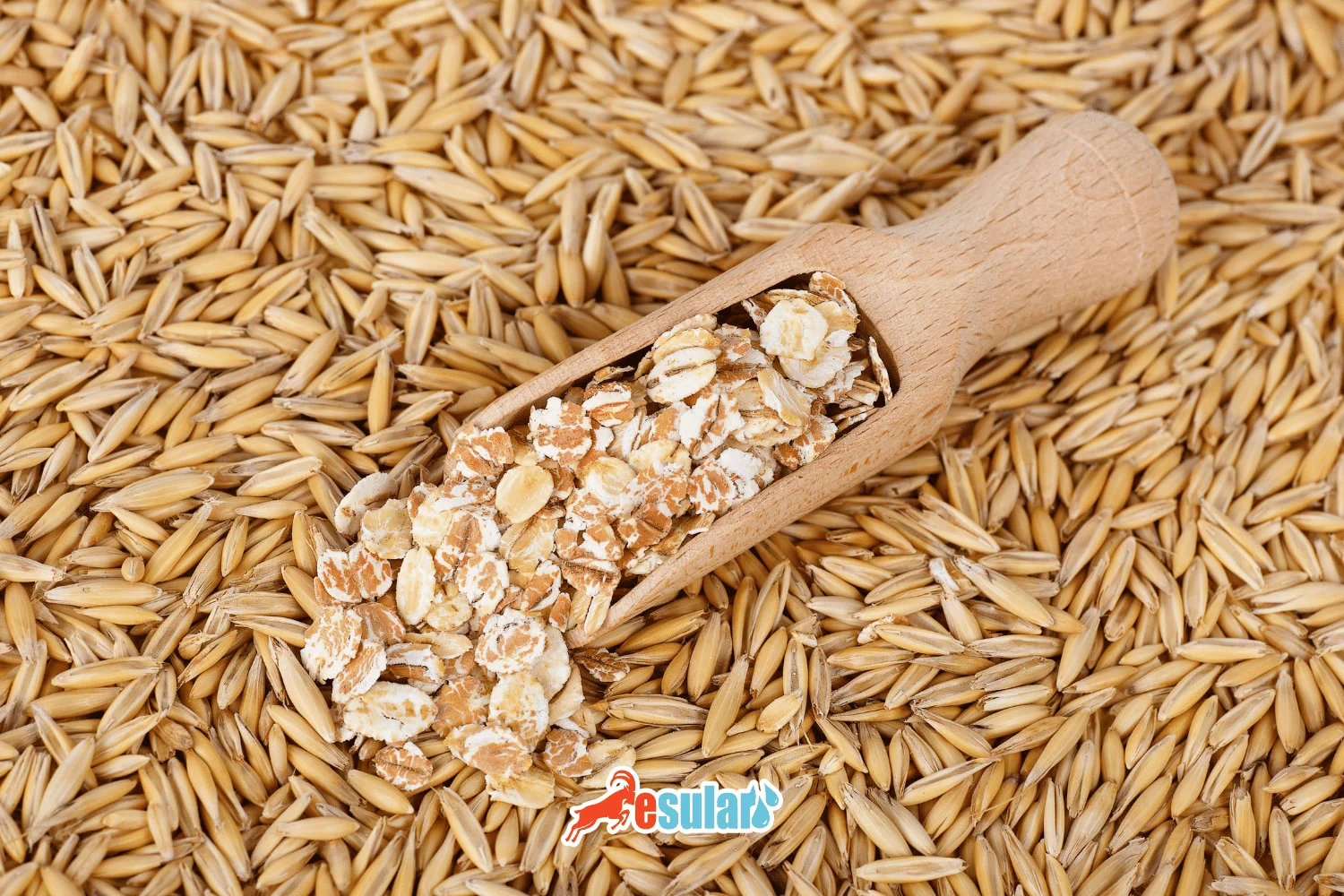 ¿Cómo se realiza el cultivo de avena?