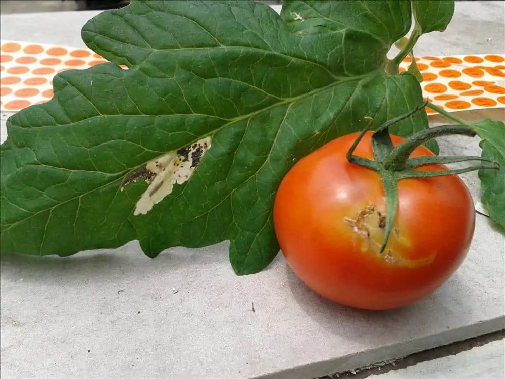 Domates Güvesi Tuta Absoluta