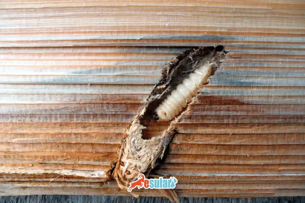 fidan-dip-kurdu-larvasi