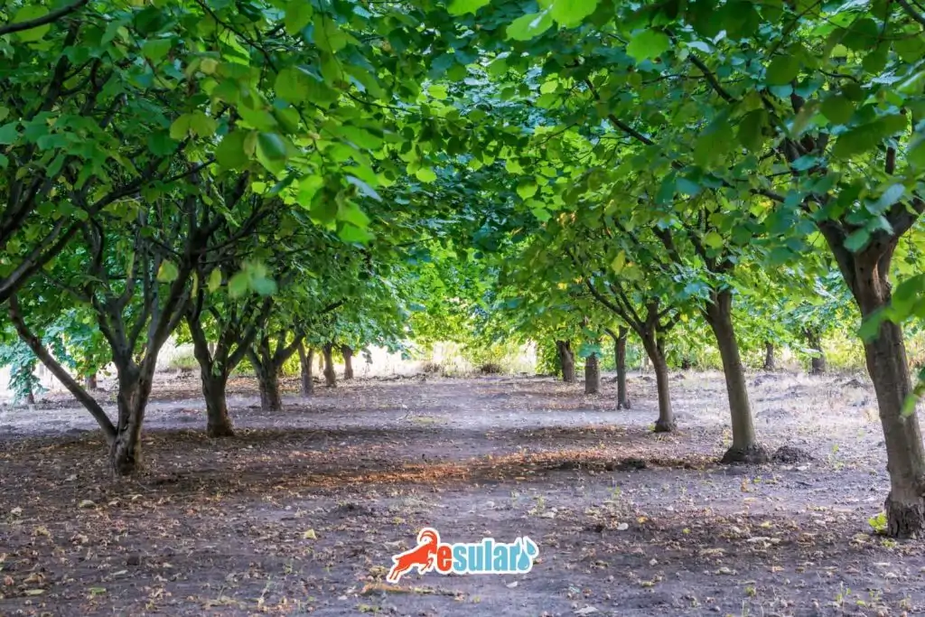 findik-nerede-yetisir