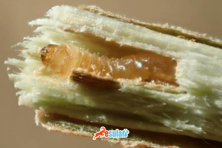 hazelnut-longhorn-beetle