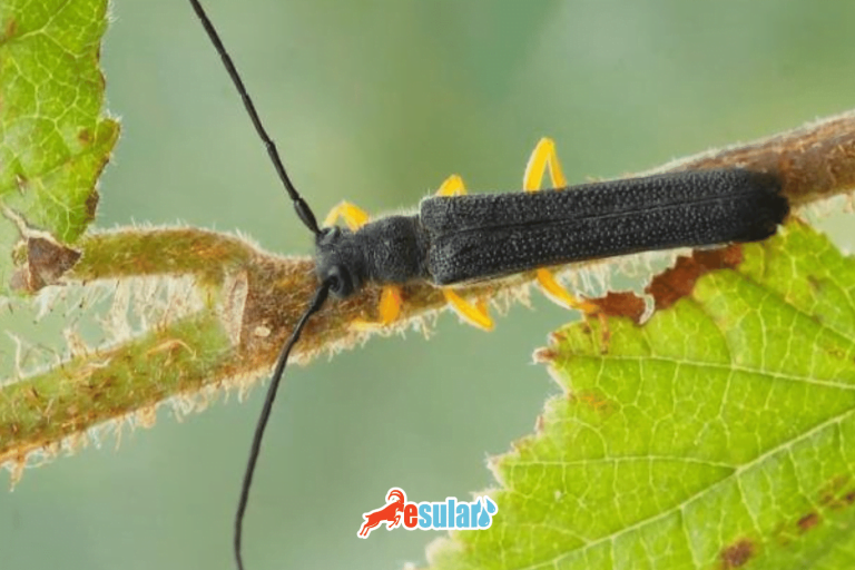 hazelnut-longhorn-beetle