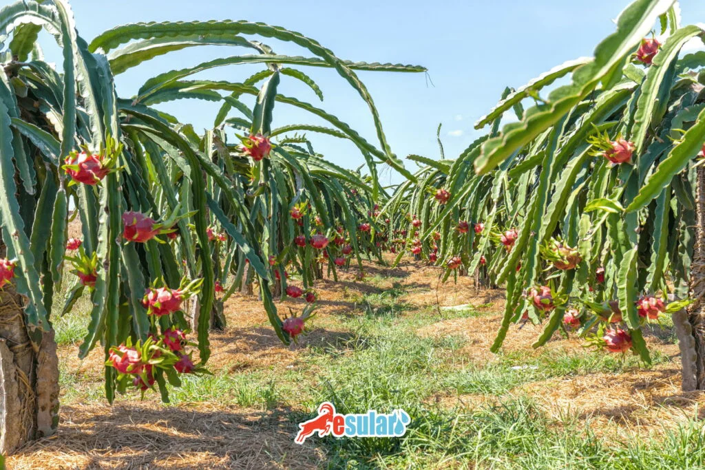 Cultivo de la Fruta del Dragón