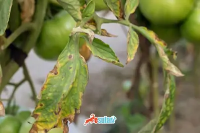 Fusarium Solgunluk Hastalığı Nedir?