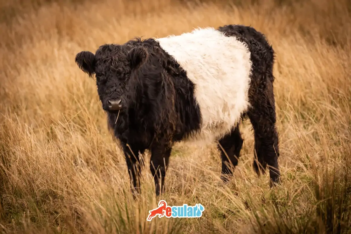 Galloway İnek Sığırı Nedir? Özellikleri Nelerdir?