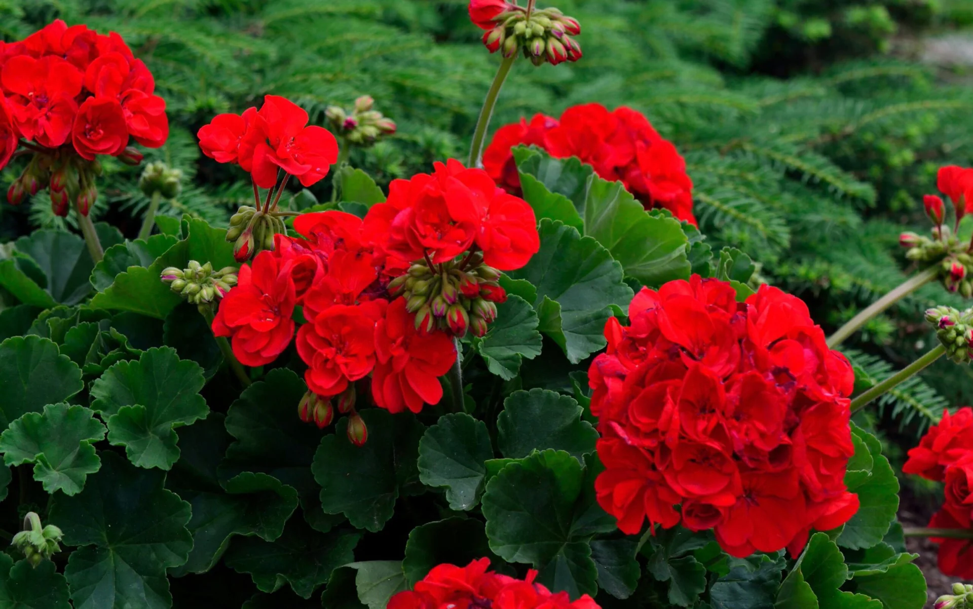 Invernadero de Flores