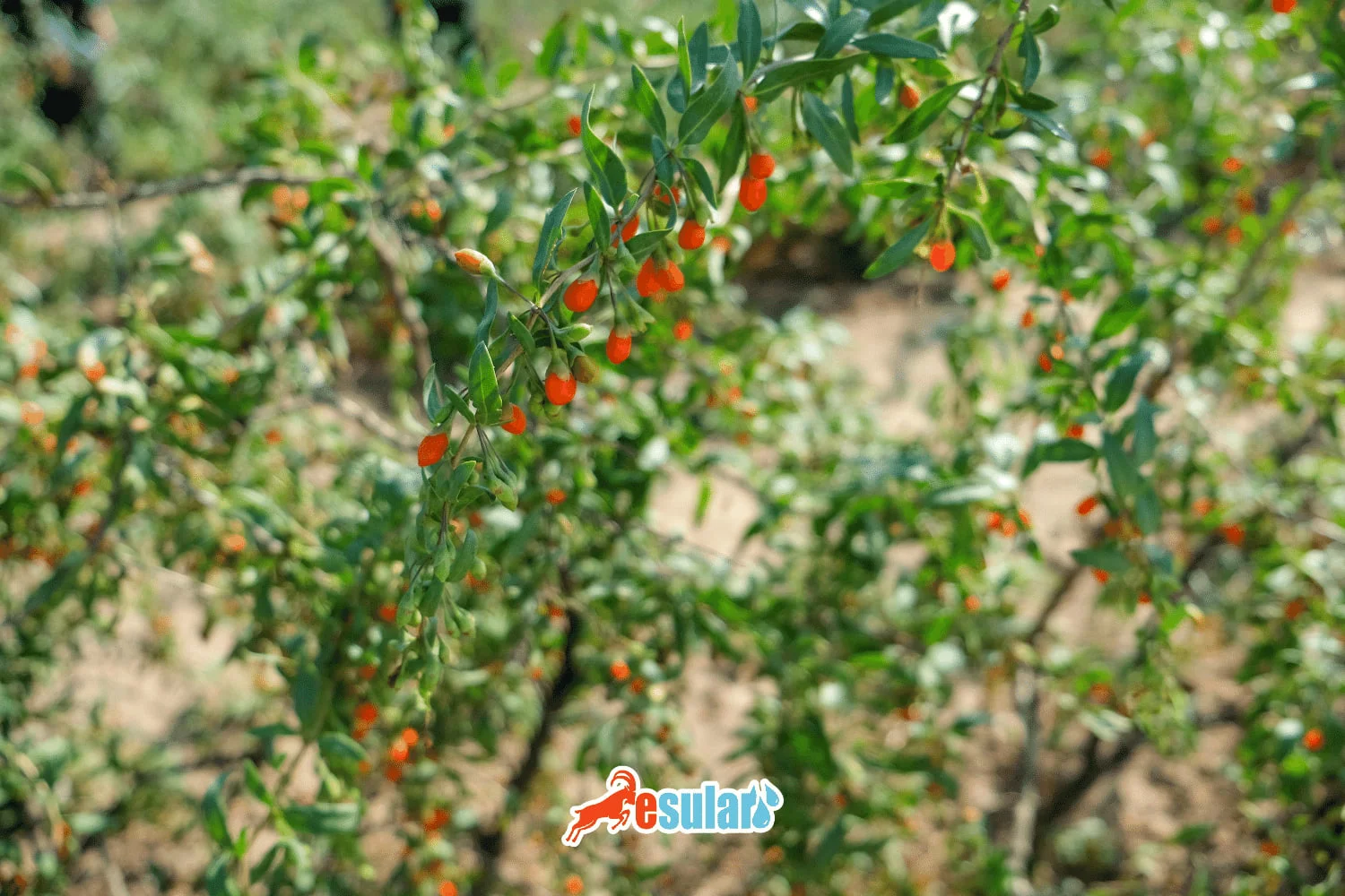 Wie wird der Anbau von Goji-Beeren durchgeführt?