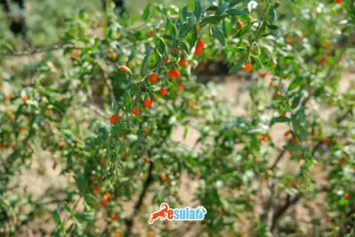 Goji Berry Yetiştiriciliği Nasıl Yapılır?
