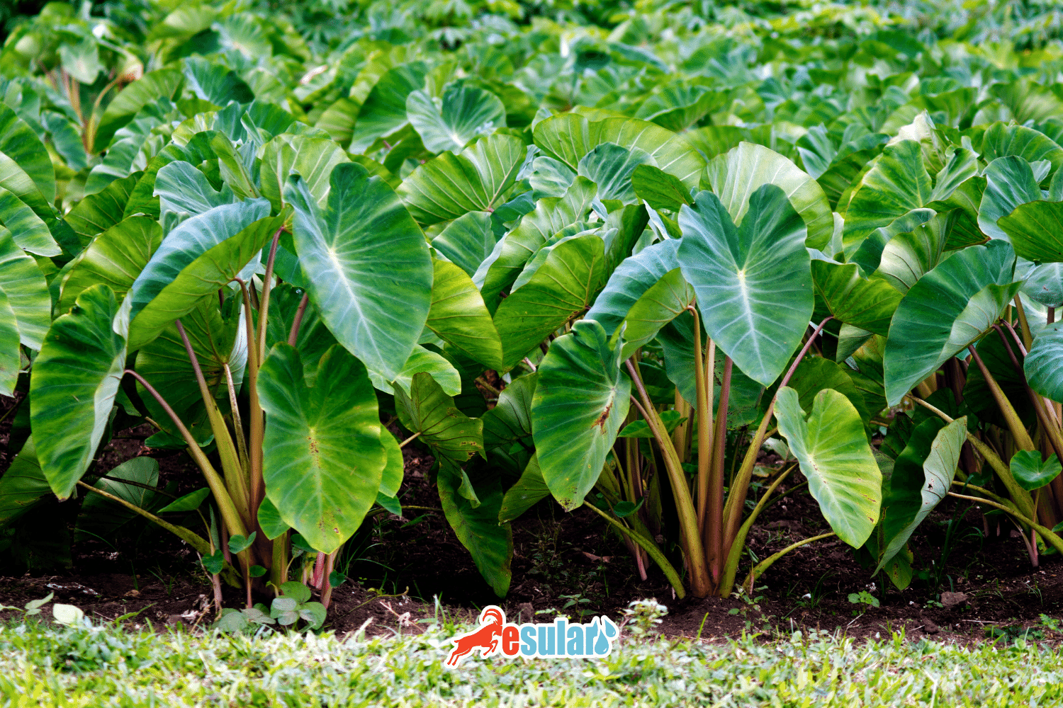 ¿Qué es el Gölevez (Kolakas)?