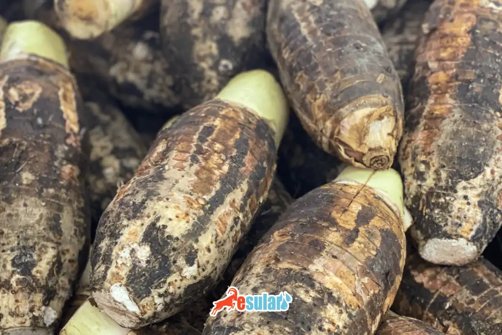 golevez-nerede-yetisir