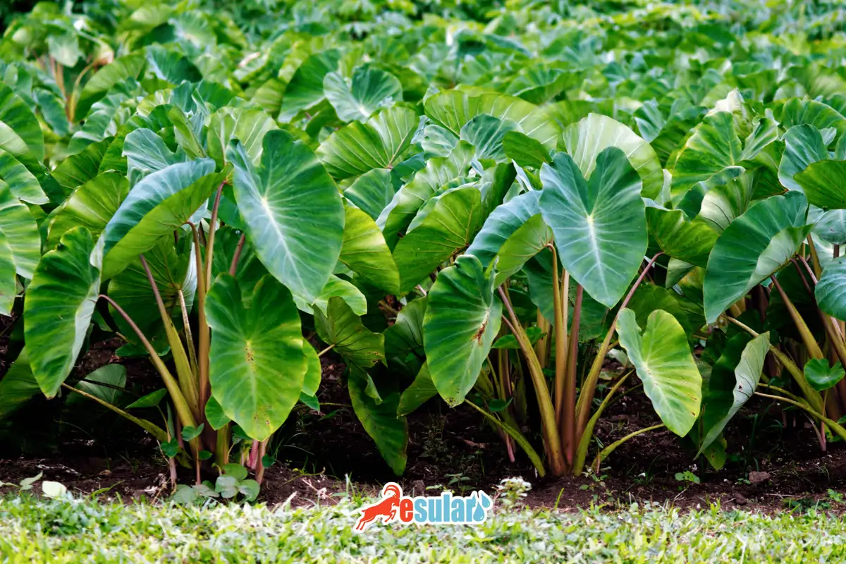 Gölevez (Kolakas) Nedir?