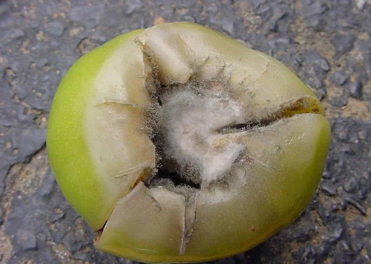 Gray Mold in Tomatoes