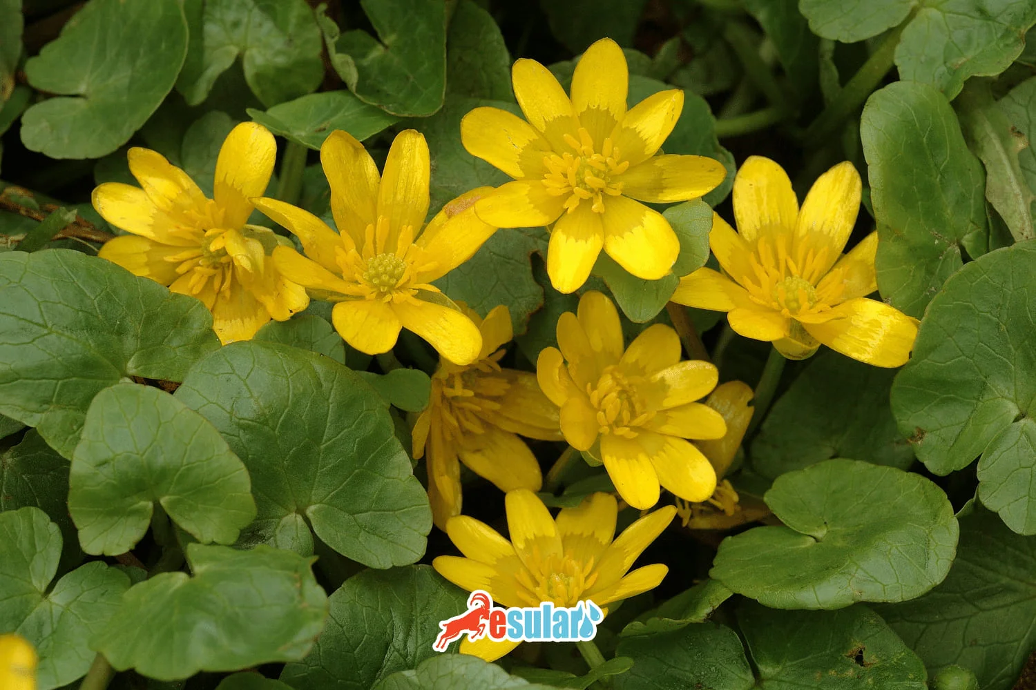 What is Greater Celandine?