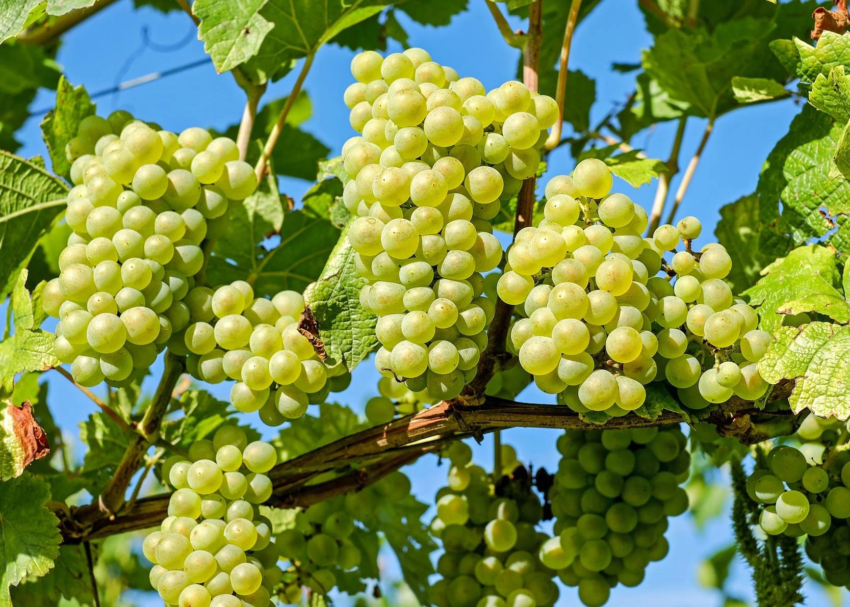 Grape Cultivation, Growing Conditions of Grapes